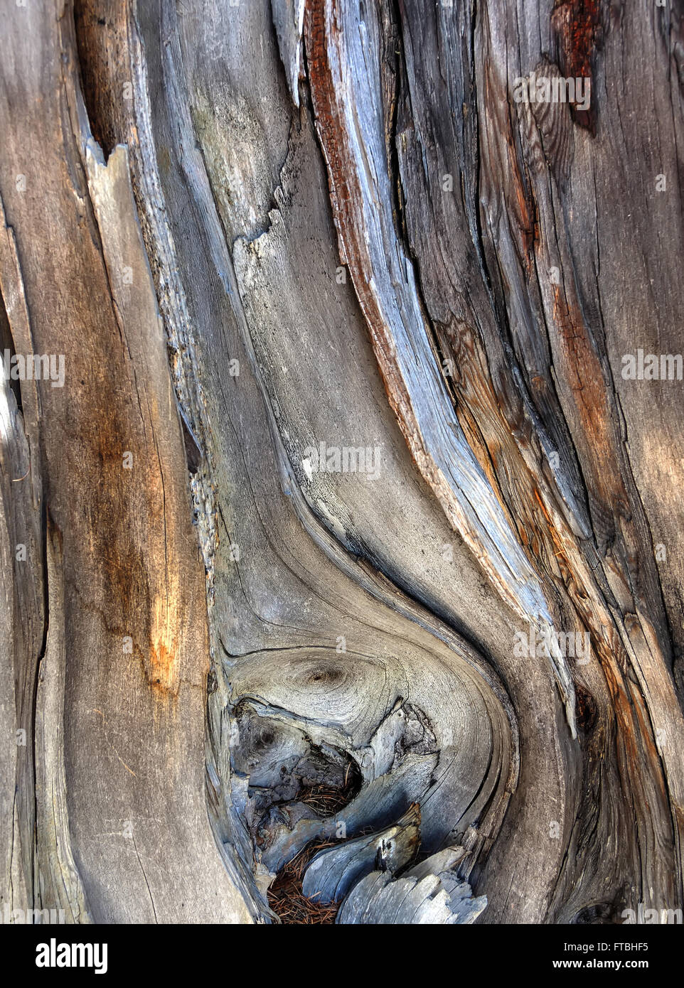 corteccia Foto Stock