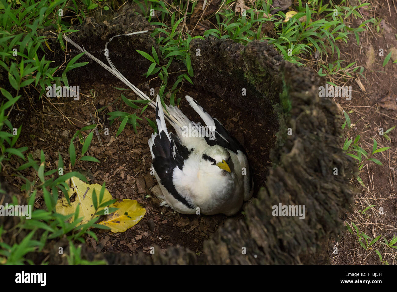 White-tailed tropicbird (Phaethon lepturus) in un nido nel profondo della foresta di l'isola di Aride, Seicelle Foto Stock