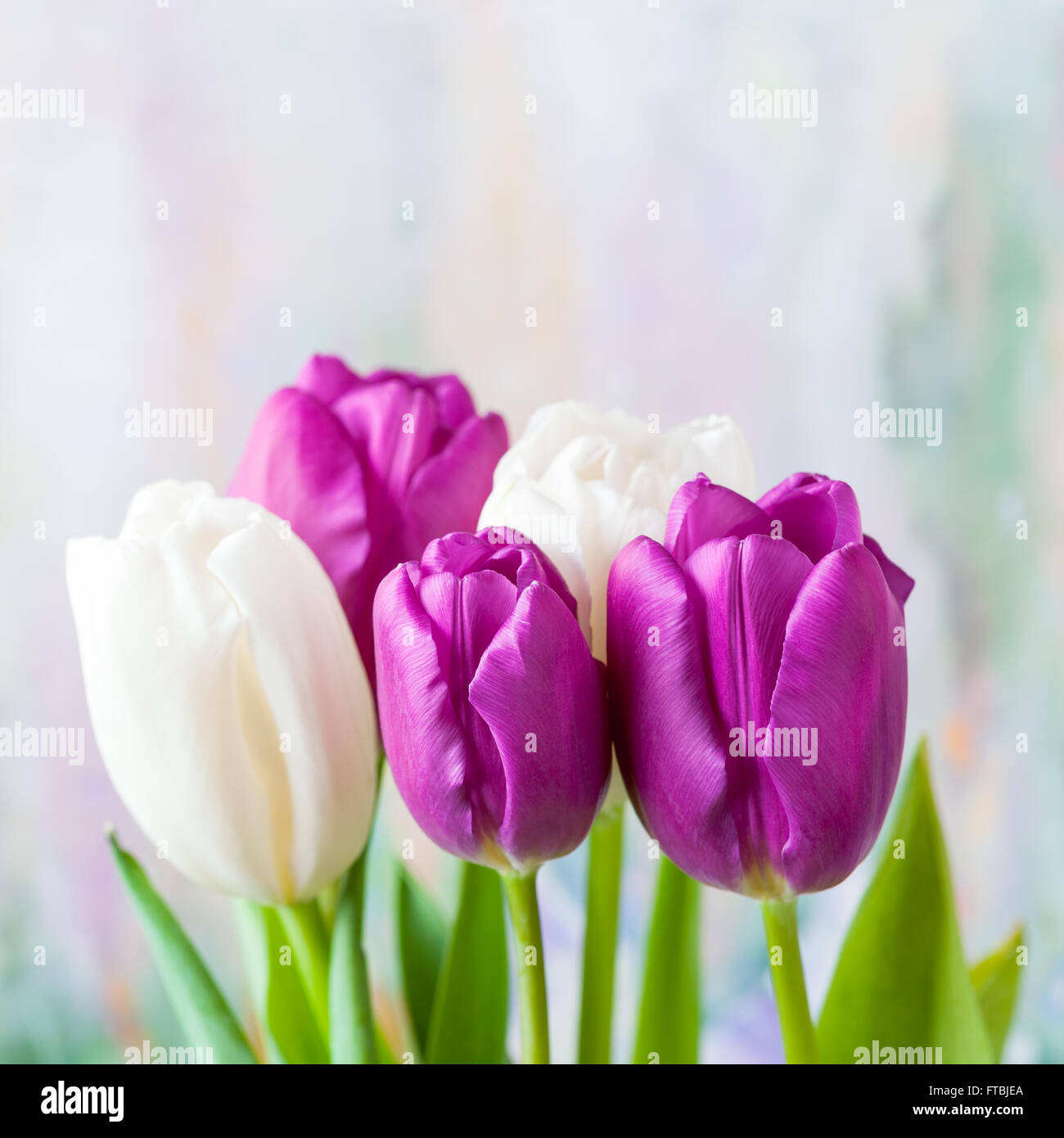 Bouquet di tulipani a molla su sfondo pastello Foto Stock