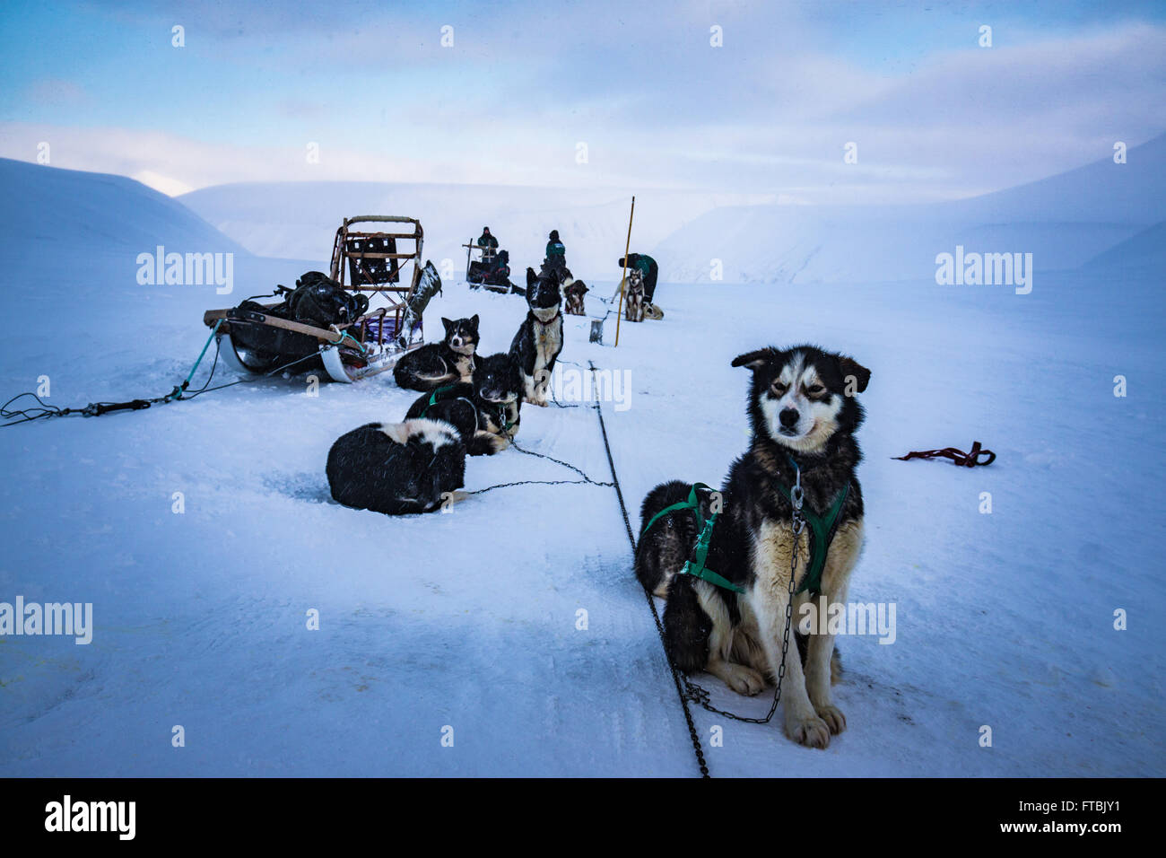 Lo sleddog Scott Turnerbreen ghiacciaio, vicino a Longyearbyen, Spitsbergen, Svalbard Foto Stock