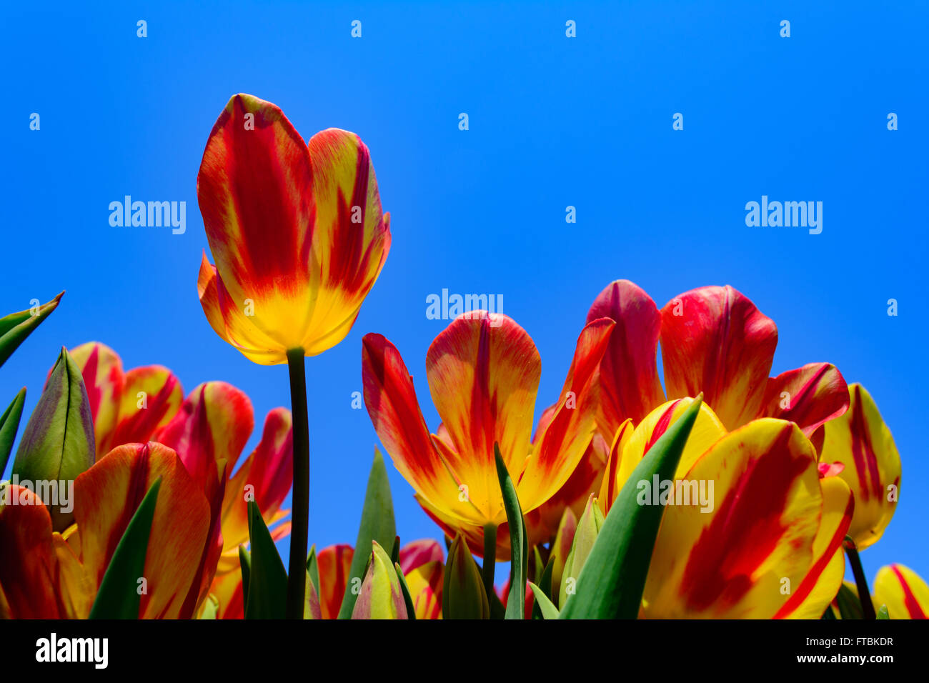 Rosso e tulipani gialli in primo piano con cielo blu chiaro dello sfondo. Floreali, di primavera Foto Stock
