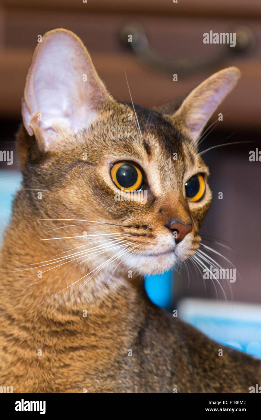 Rosso gatto abissino faccia con occhi Arancio Foto Stock