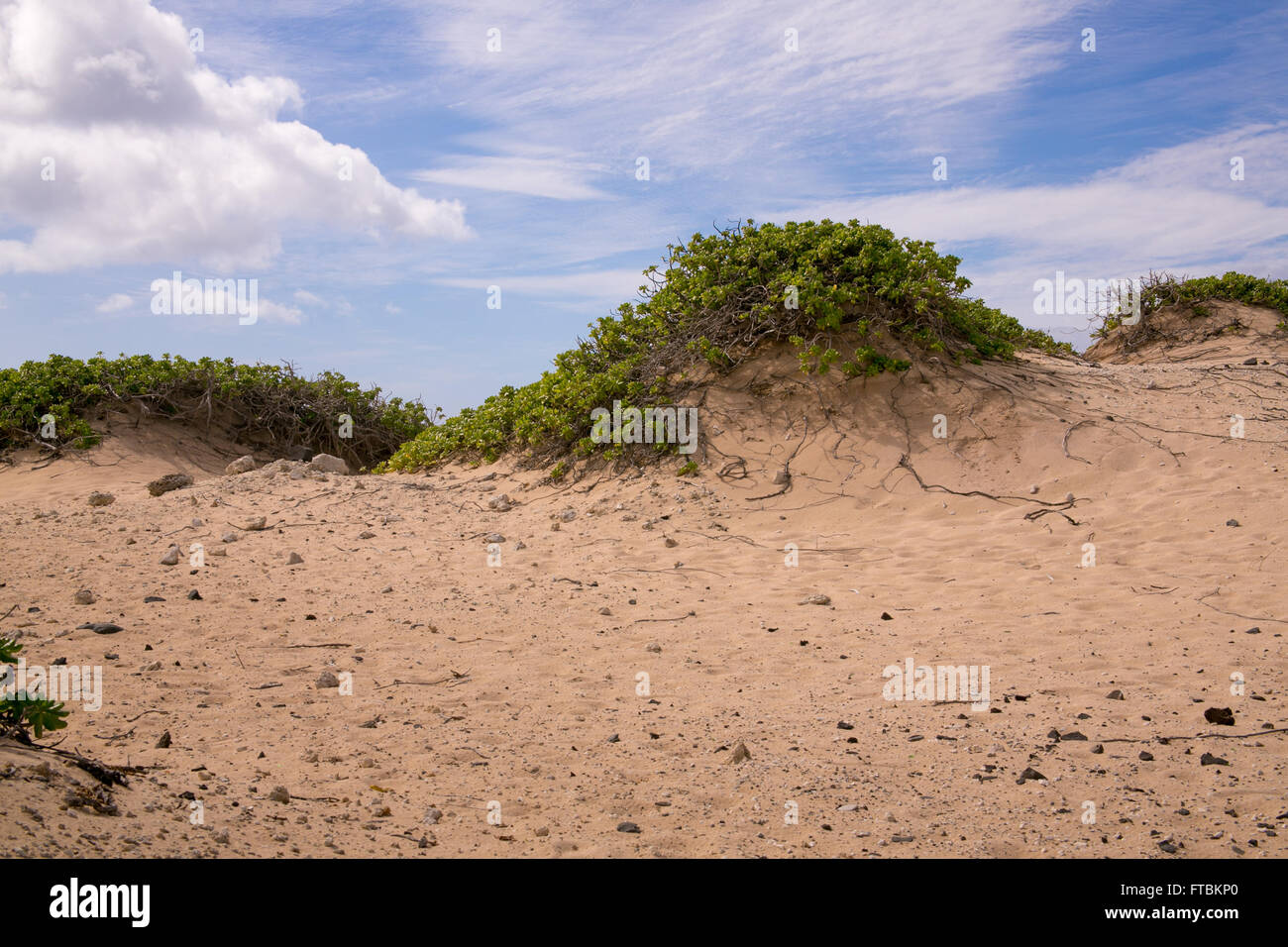 Una collina di sabbia al punto Kaena, Oahu, Hawaii. Foto Stock