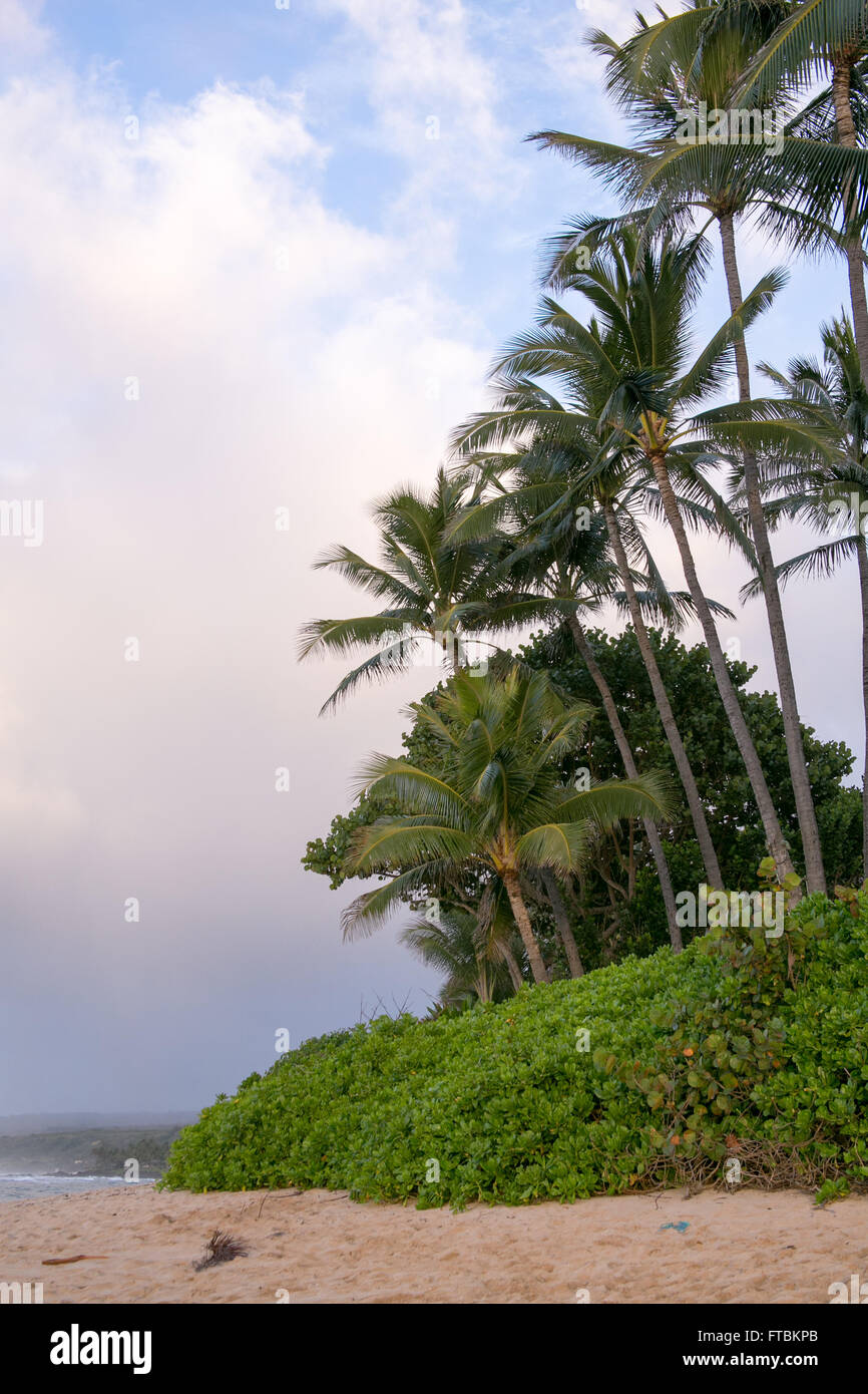 Tropical Beach, North Shore Oahu, Hawaii Foto Stock