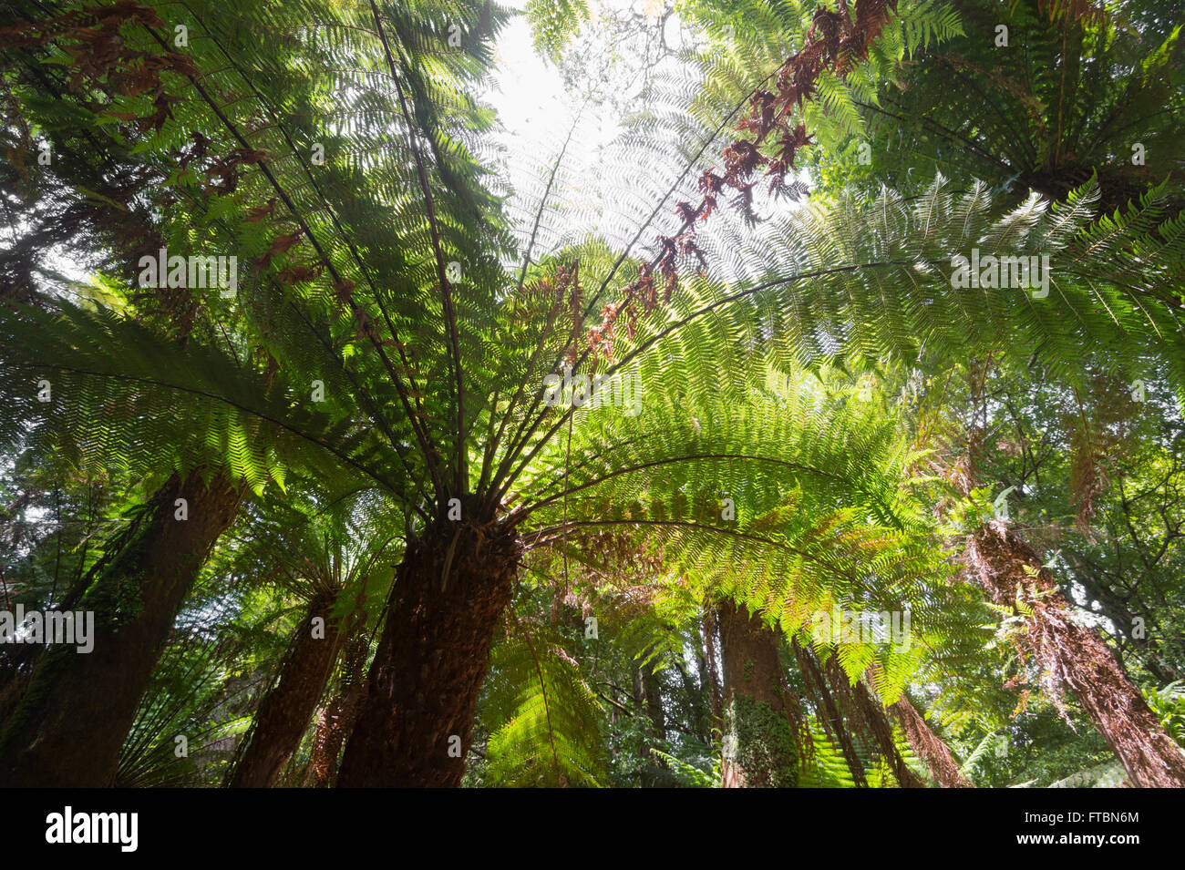 Antica foresta temperata, Weldborough Pass, Tasmania, Australia Foto Stock