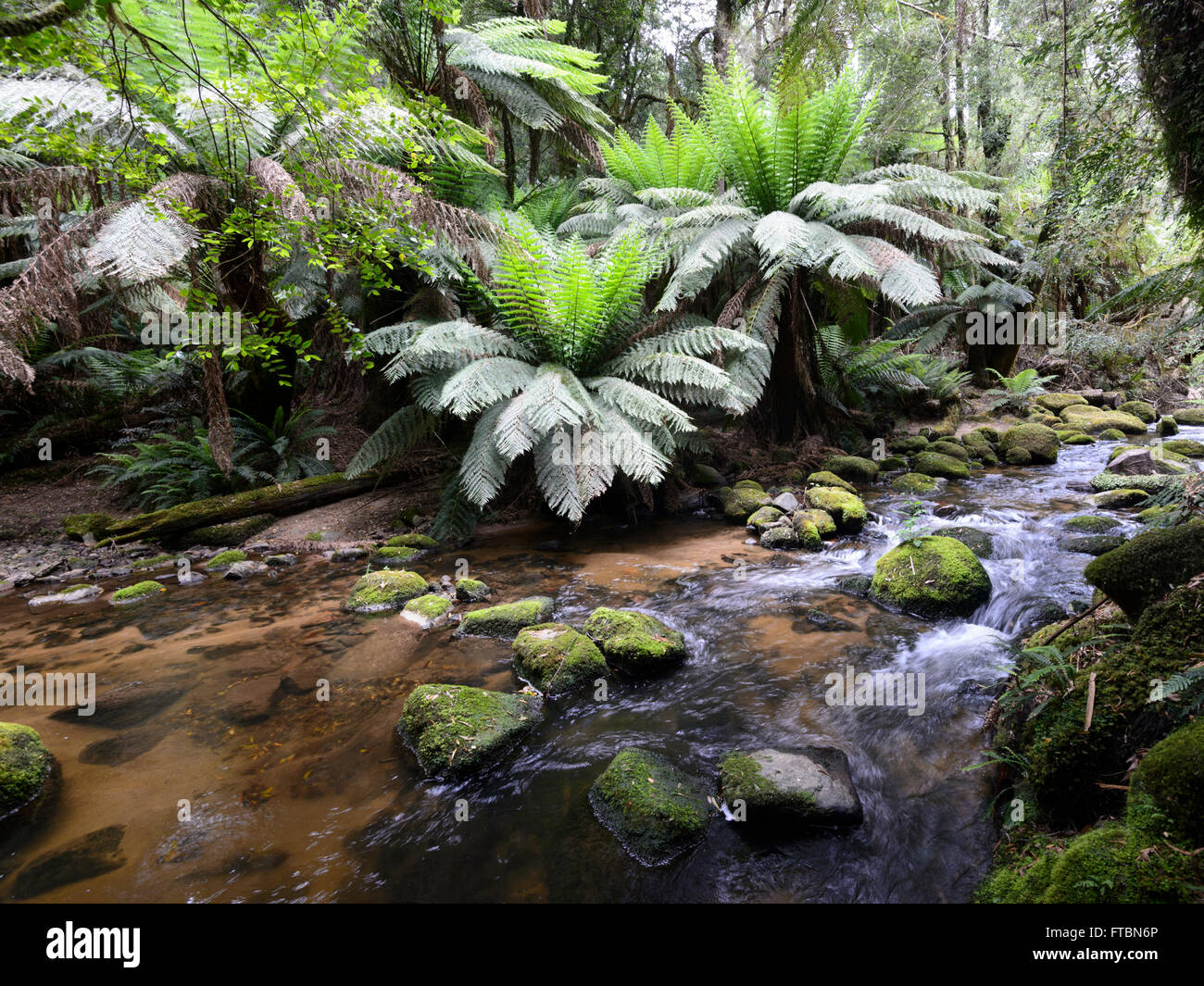 San Columba cade in una foresta temperata, Tasmania, Australia Foto Stock