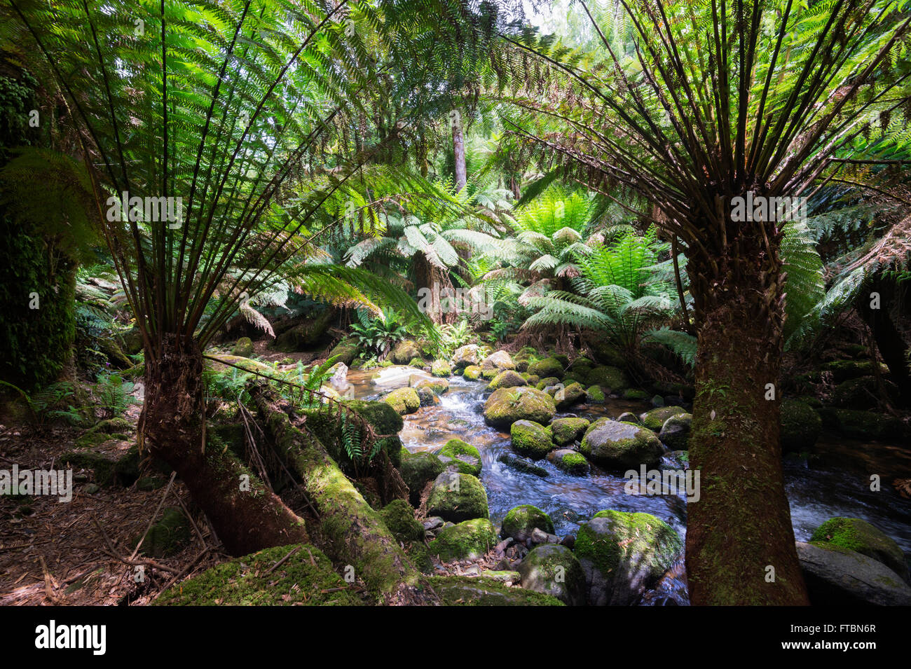 San Columba cade in una foresta temperata, Tasmania, Australia Foto Stock
