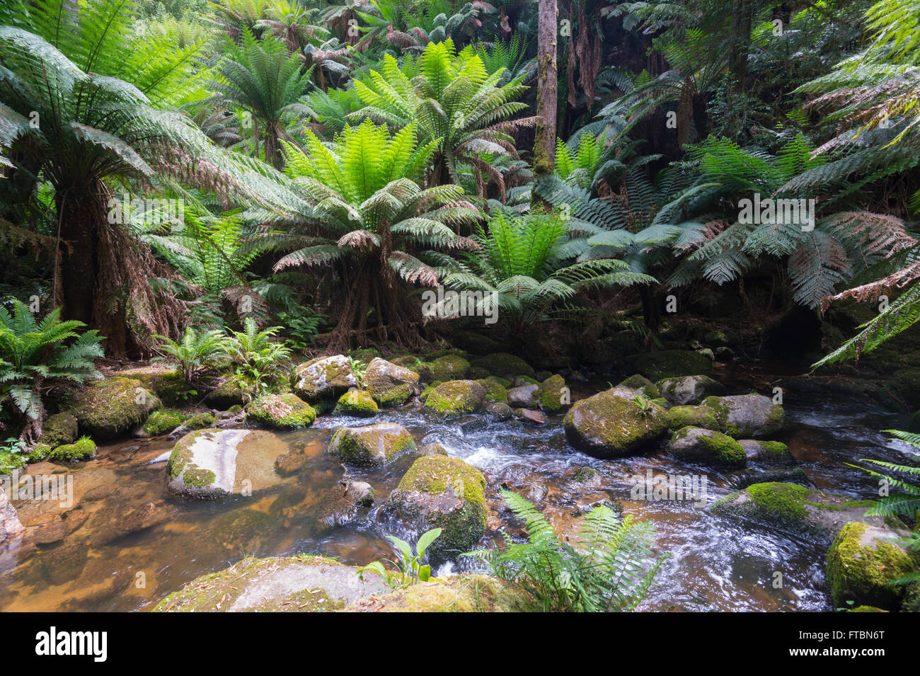 San Columba cade in una foresta temperata, Tasmania, Australia Foto Stock