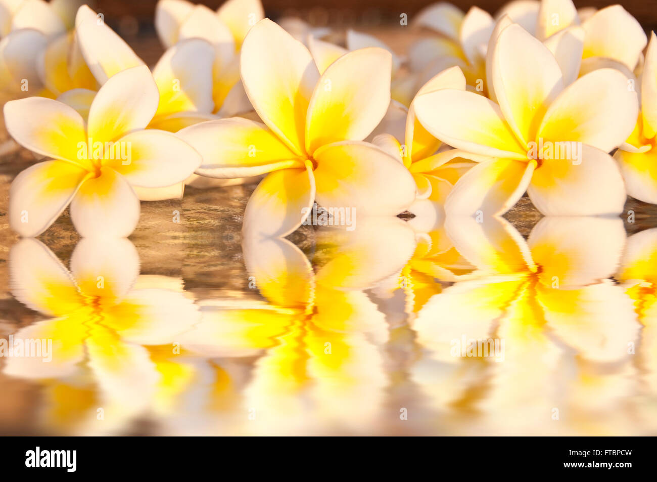 Fiori di frangipani (plumeria) Contesto Foto Stock