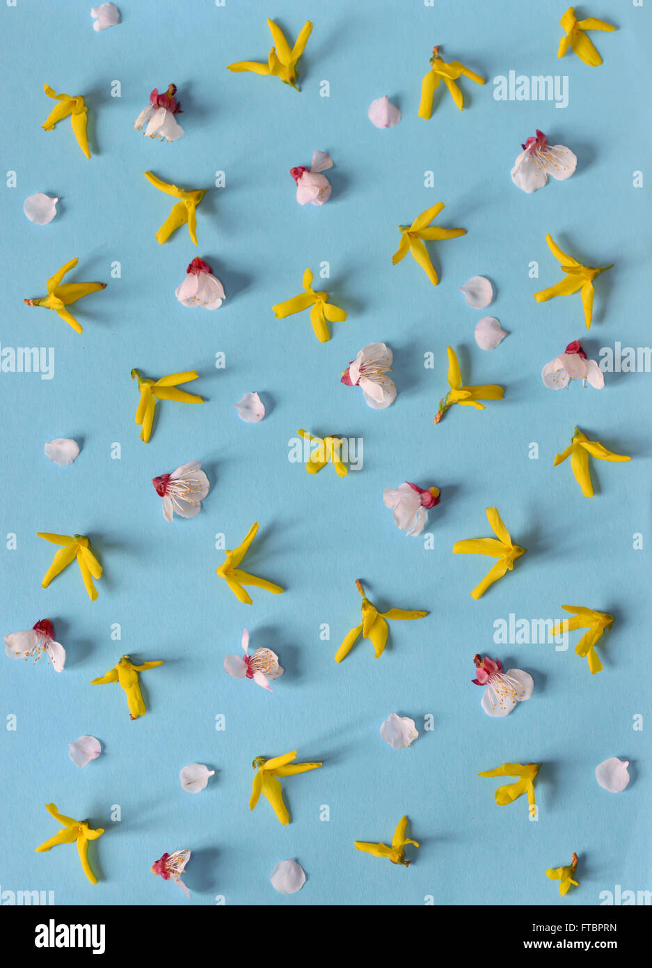 Molla gialla di forsitia e fiori di ciliegio isolato su sfondo blu Foto Stock