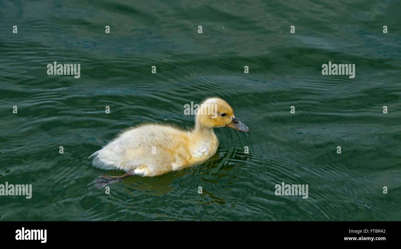 Il giallo il germano reale (Anas platyrhynchos) anatroccolo in un stagno Foto Stock