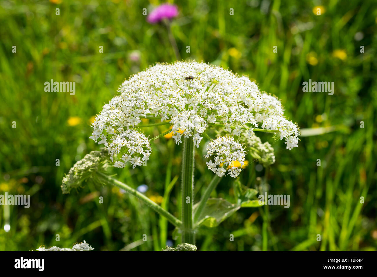 Hogweed (Heracleum sphondylium), Chiemgau, Alta Baviera, Baviera, Germania Foto Stock