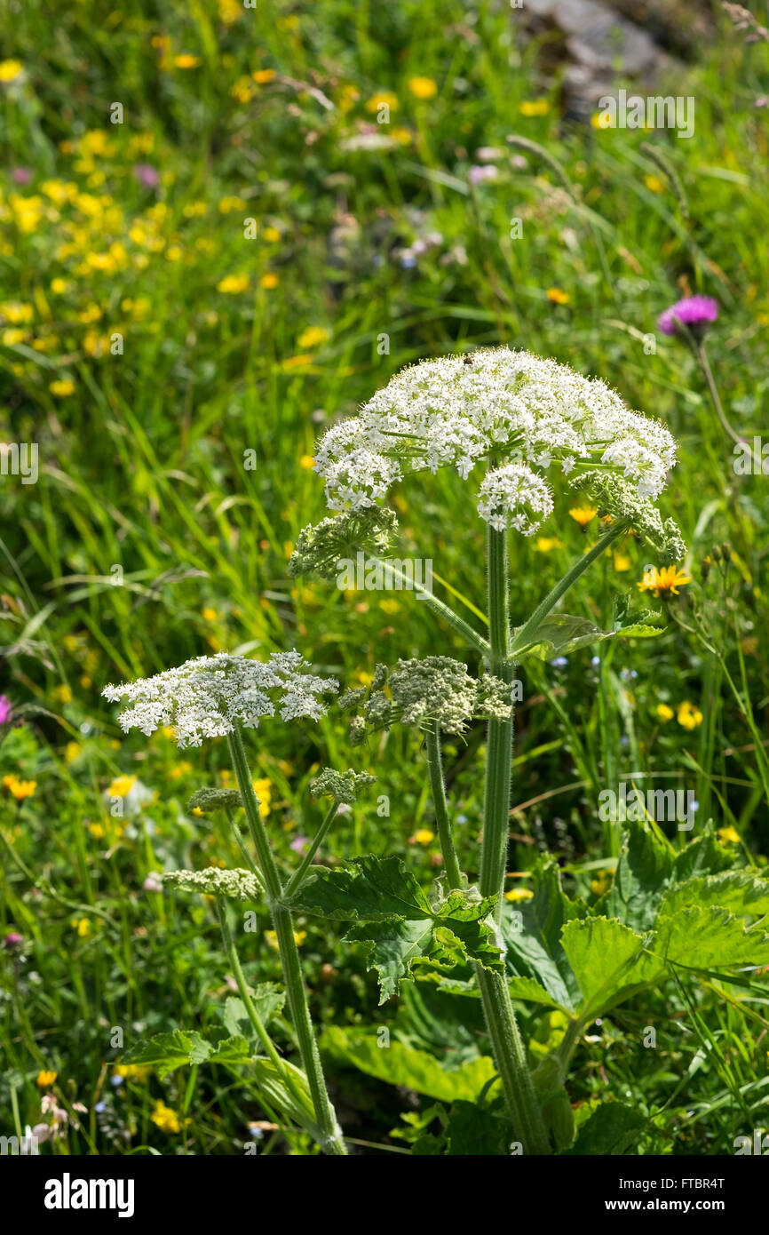 Hogweed (Heracleum sphondylium), Chiemgau, Alta Baviera, Baviera, Germania Foto Stock