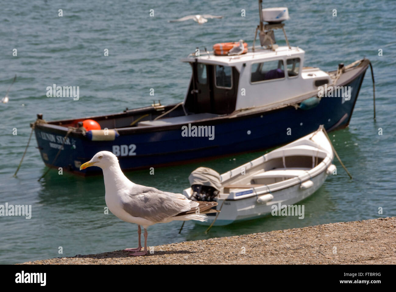 Appledore,north devon,uk,un piccolo villaggio costiero,noto per la pesca e la cantieristica navale,sul fiume Torridge estuary.una vacanza mare Foto Stock