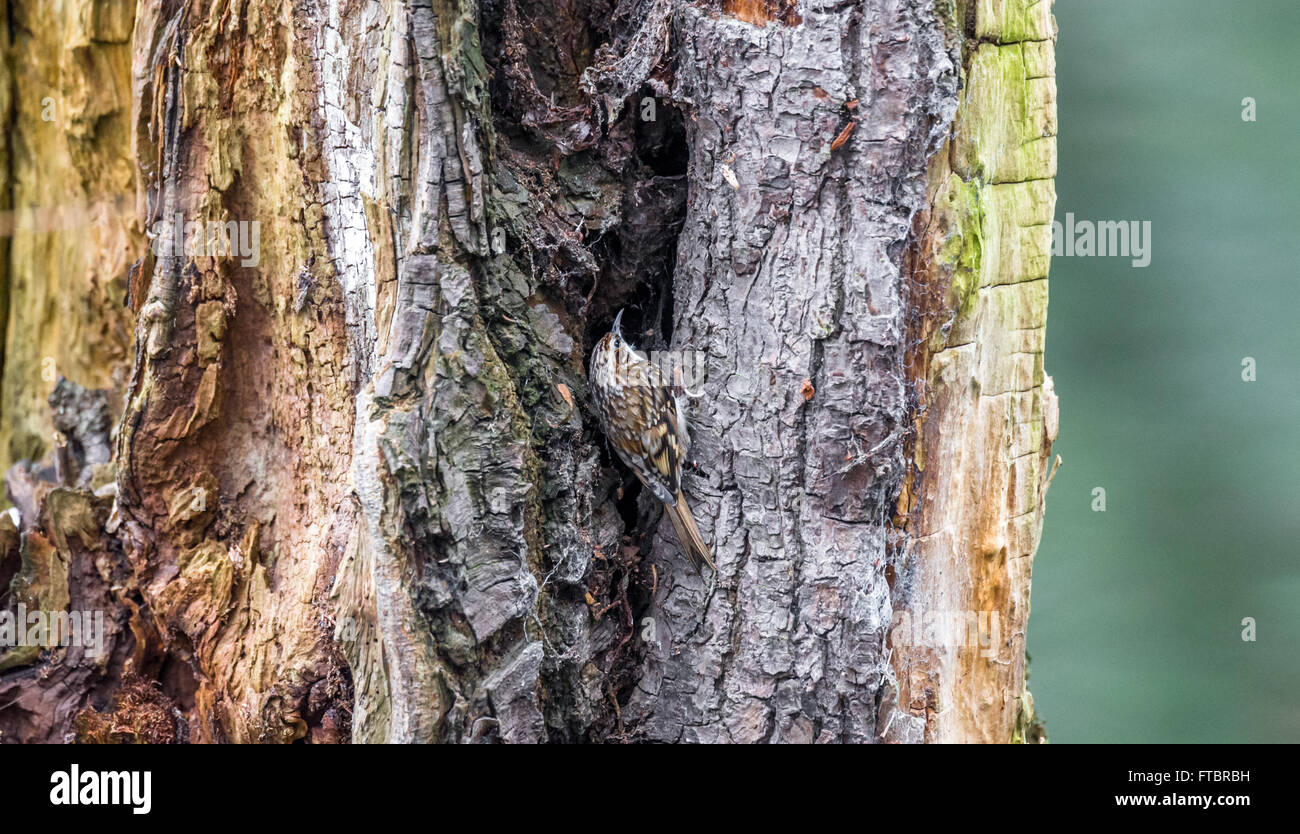 Rampichino alpestre in cerca di insetti nella corteccia di un albero di decadimento. Foto Stock