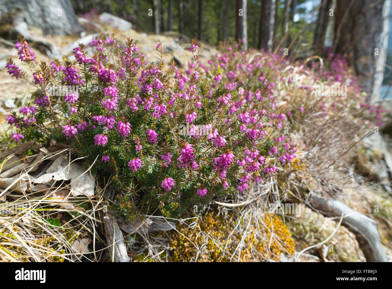 Neve in fiore heather nelle foreste di montagna nelle Alpi Bavaresi come araldo della primavera, Germania Foto Stock