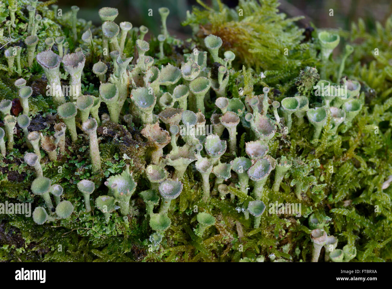 Pixie Cup Lichen (Cladonia pyxidata) Foto Stock