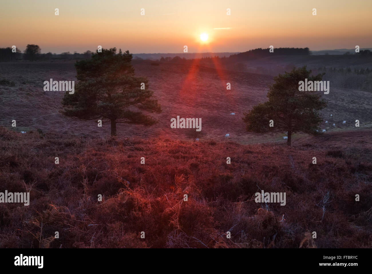 Rockford comune, Linwood, Nuova Foresta Hamsphire, England, Regno Unito Foto Stock