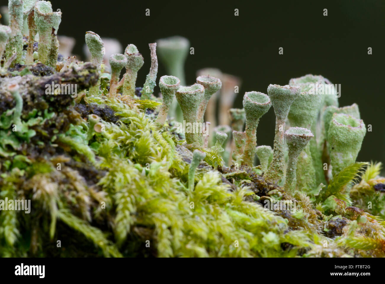 Pixie Cup Lichen (Cladonia pyxidata) Foto Stock