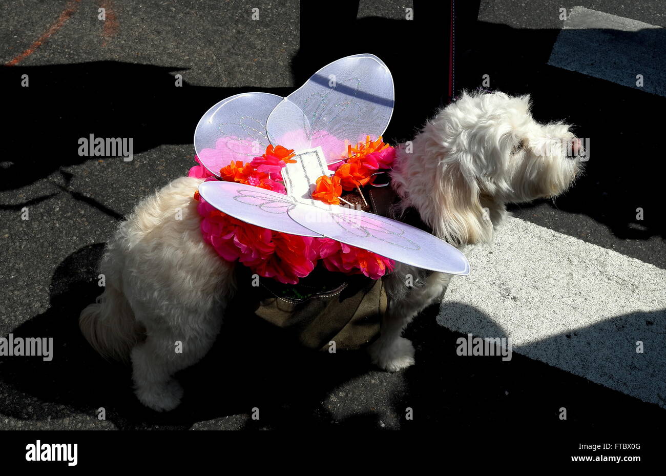 New York City: piccolo cane vestito in un costume a farfalla all'annuale Fifth Avenue Easter Parade * Foto Stock