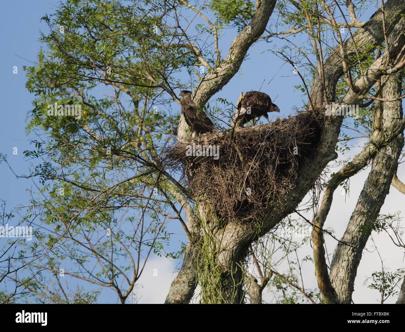 Il nord del crested caracara (Caracara cheriway) nesting in Ibera zona umida di Argentina Foto Stock