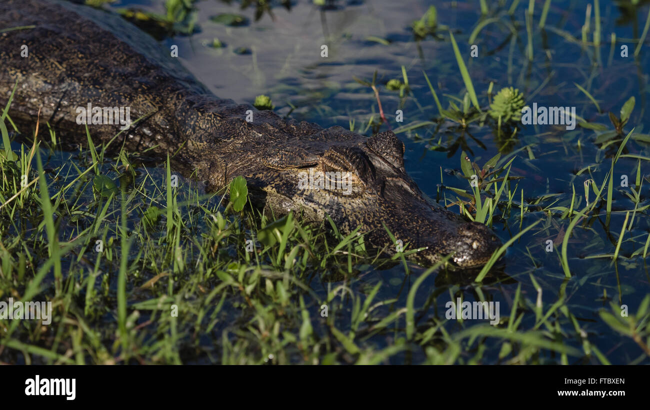 Wild alligator semi sommerso nel lago in Argentina. Foto Stock