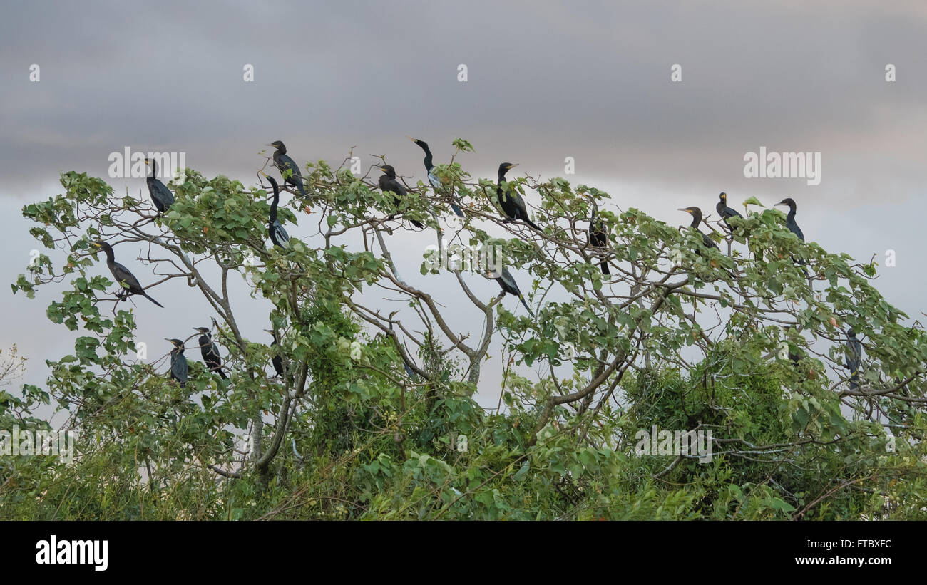 Il cormorano Neotropic o olivaceous cormorano (Phalacrocorax brasilianus) visto nella Ibera zona umida di Argentina Foto Stock