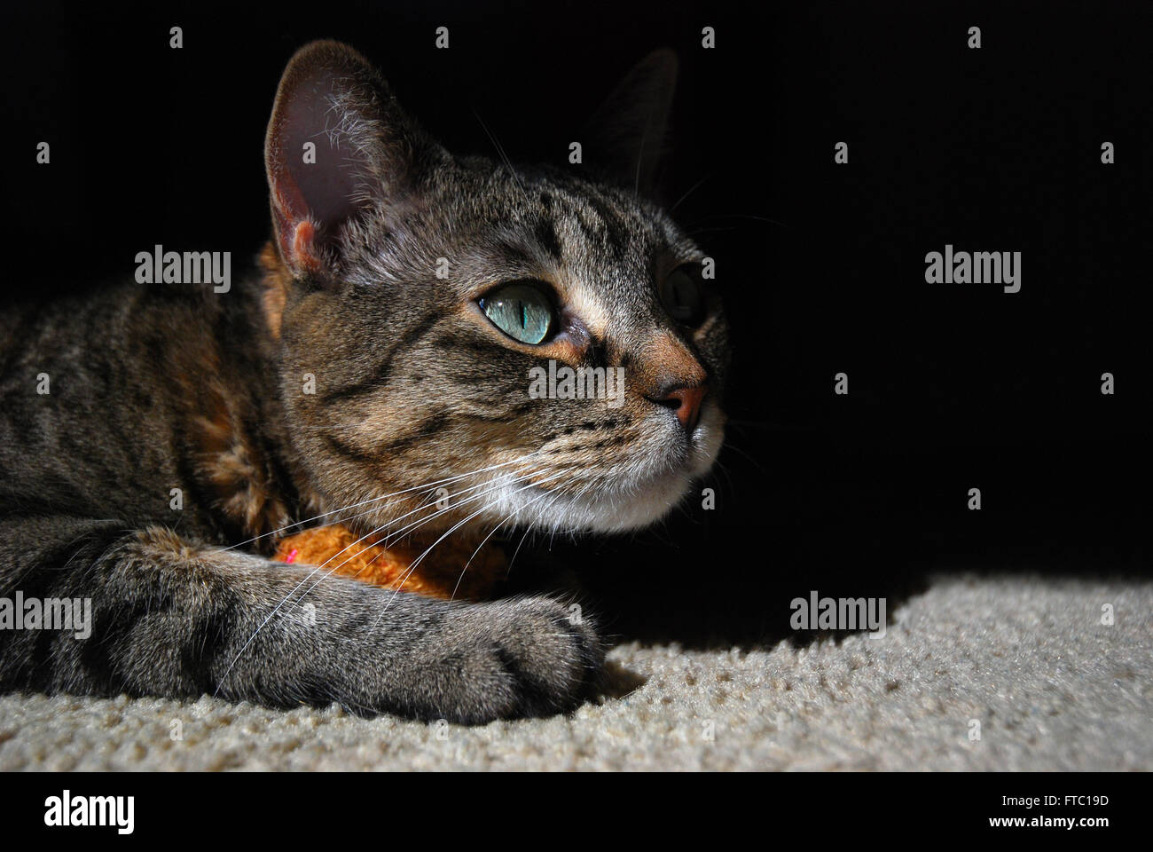 Tabby cat rilassante sotto la luce diretta del sole Foto Stock