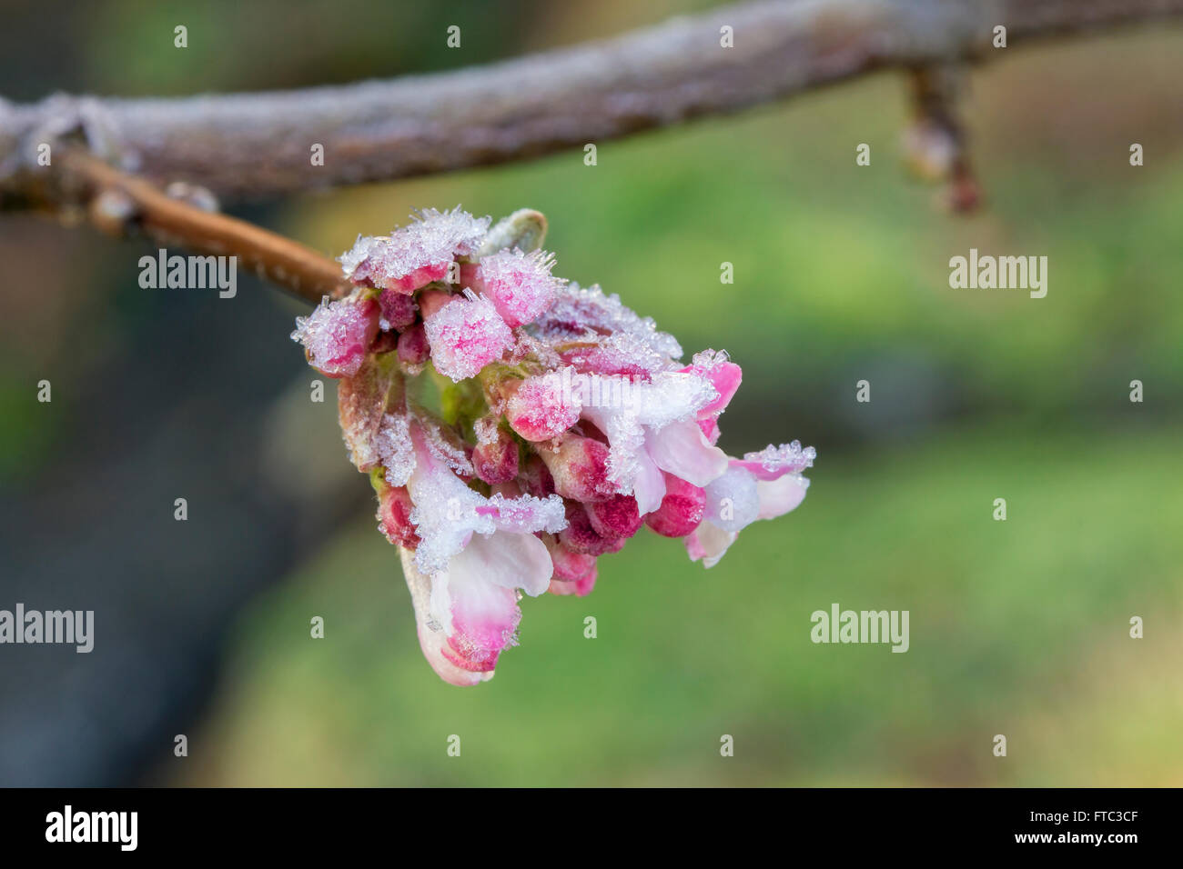 Macro di congelati Alba Rosa Viburnum fiori e boccioli di fiori recisi in inverno Foto Stock