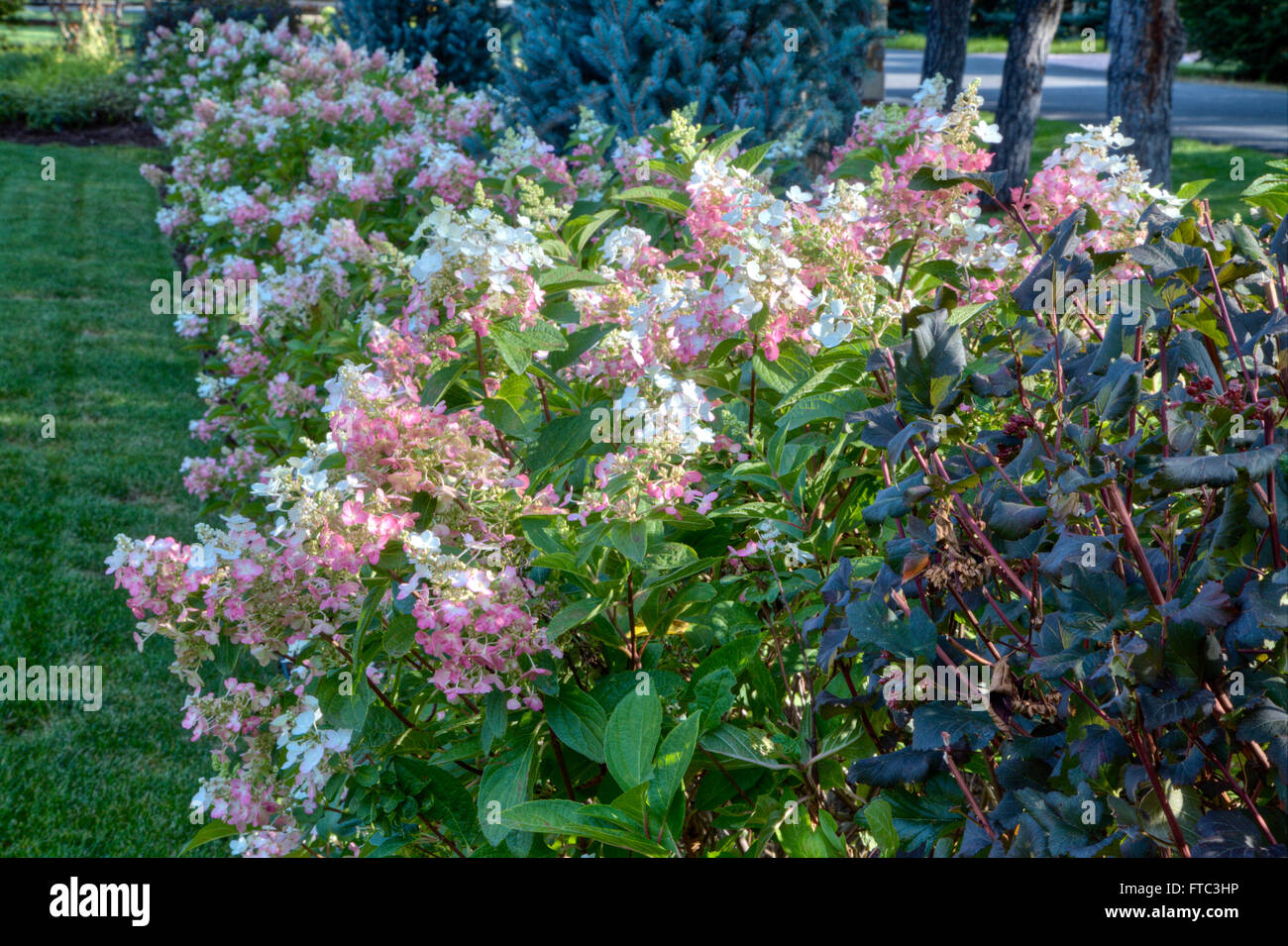 Una siepe di Hydrangea "vaniglia fragola' Foto Stock