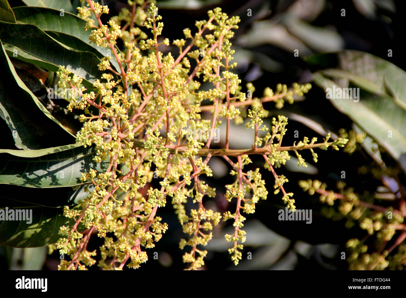 Il Mango Tree in fiore, Mangifera indica, albero sempreverde, foglie lanceolate, giallo pallido fiori e frutta drupa, molte cultivar Foto Stock