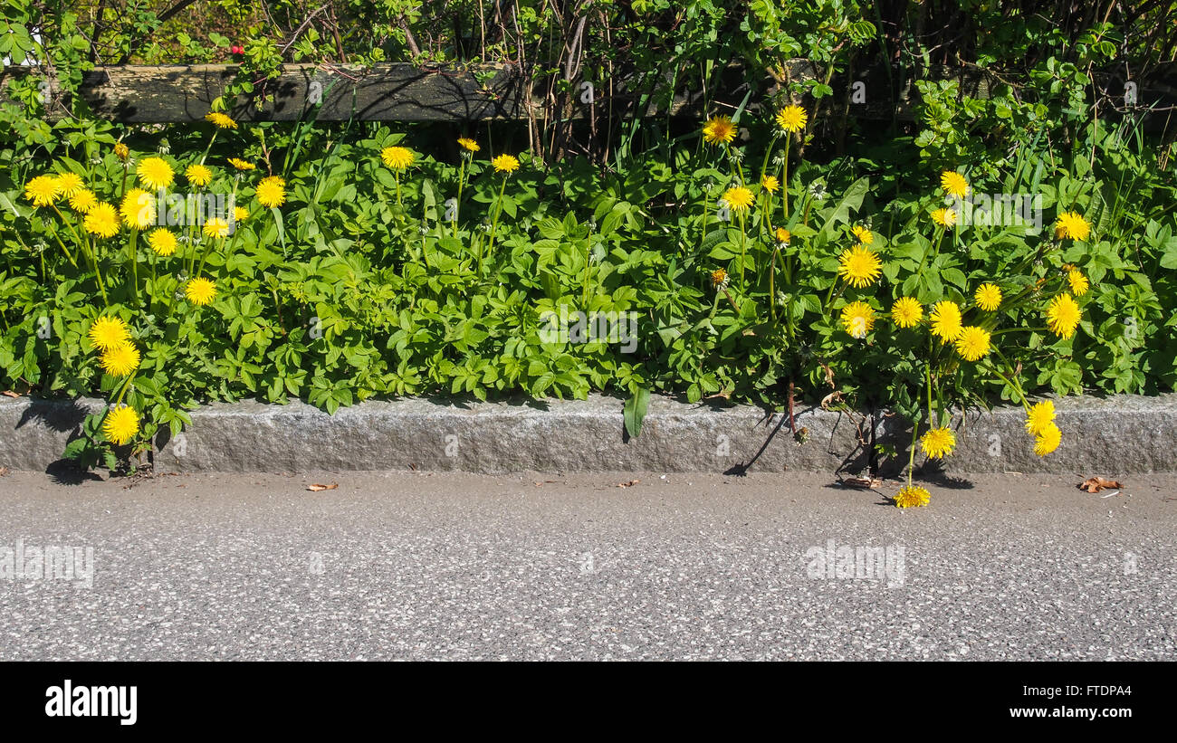 Il tarassaco in una siepe vicino a una strada Foto Stock