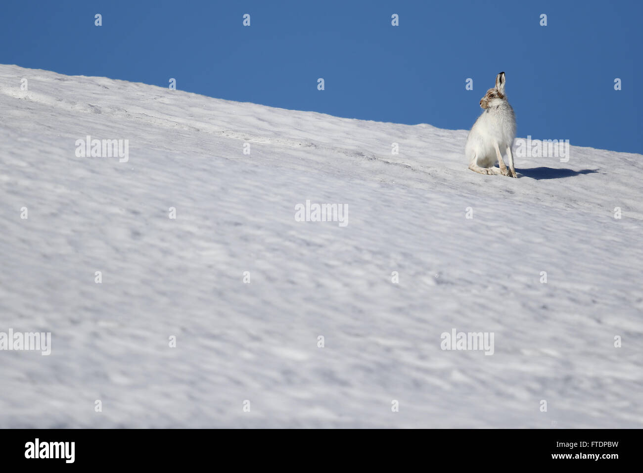 La montagna lepre (Lepus timidus), noto anche come lepre blu. Qui si vede su una montagna scozzese nella neve Foto Stock