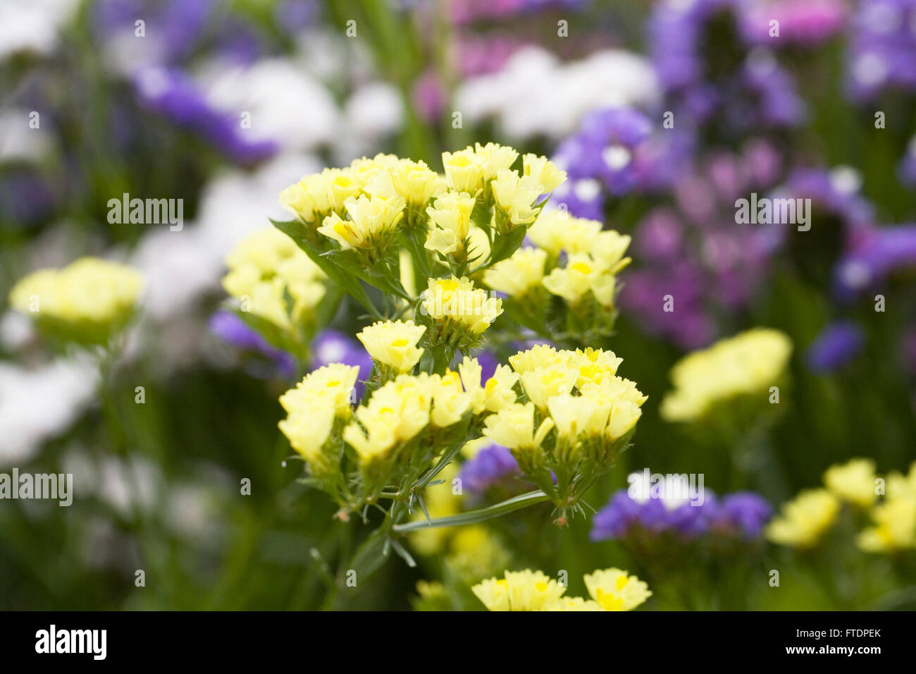 Limonium sinuatum " per sempre " Fiori. Statice crescente in estate il confine. Foto Stock