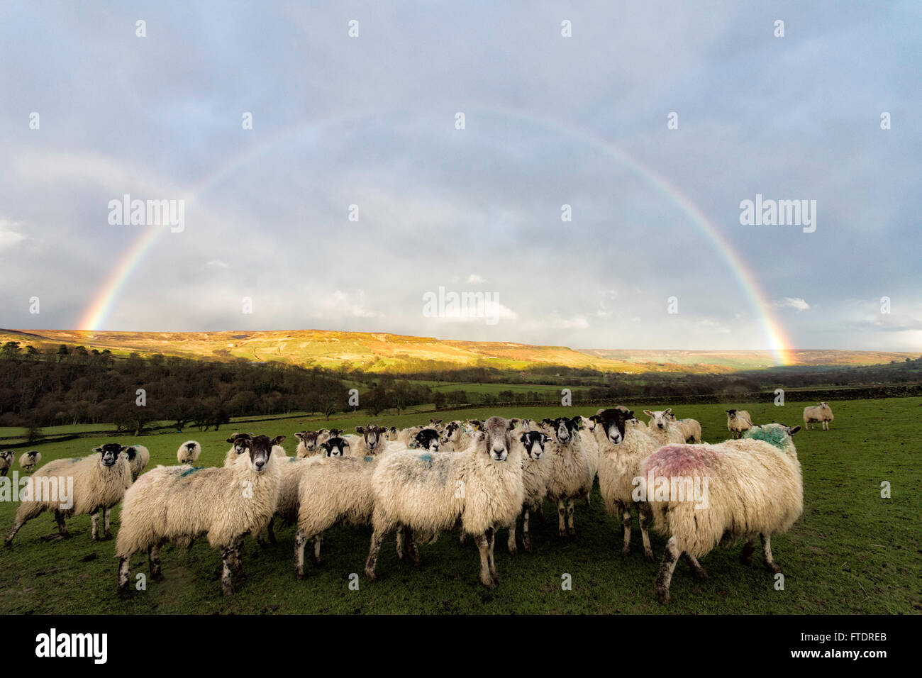 Pecore sotto il Rainbow Foto Stock