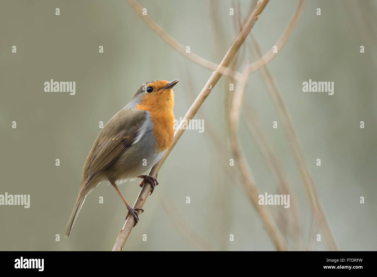 Unione pettirosso (Erithacus rubecula) il canto degli uccelli e il display durante la stagione primaverile nella ricerca di un compagno. Foto Stock