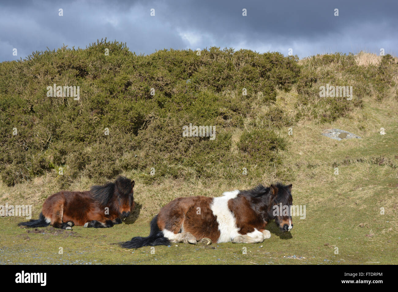 Due Dartmoor pony riparo dal vento, Parco Nazionale di Dartmoor, Devon, Inghilterra Foto Stock