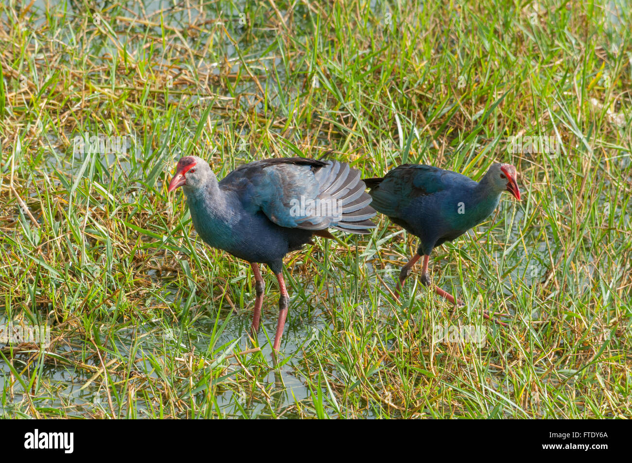 Moorhen (Porphyrio porphyrio) Foto Stock