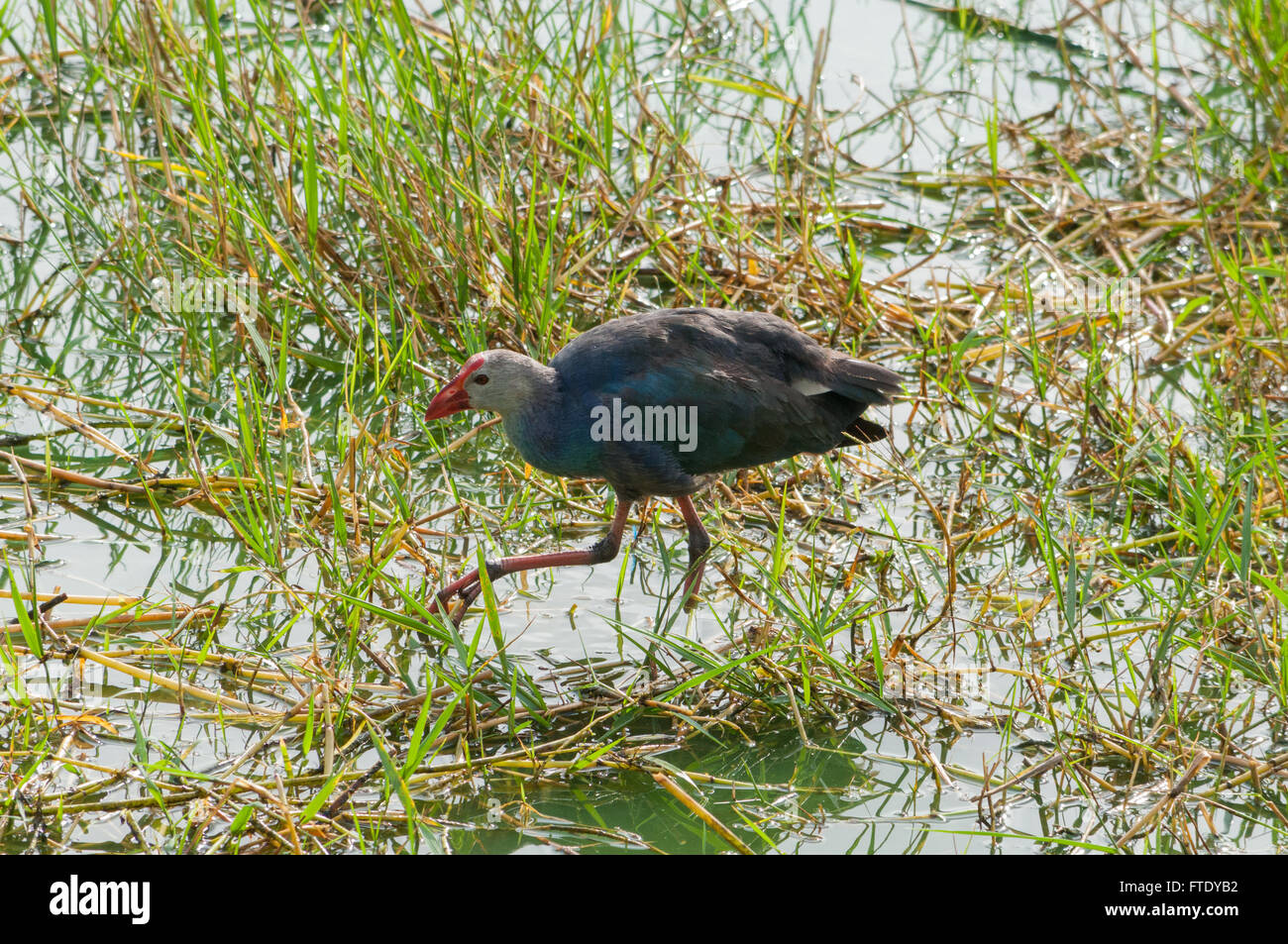 Moorhen (Porphyrio porphyrio) Foto Stock