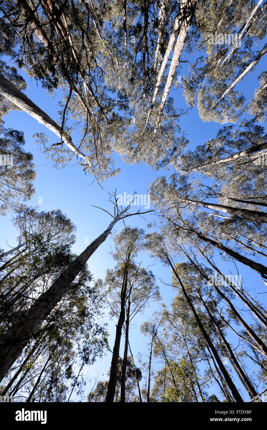 Vista fisheye di alberi di alto fusto, Cradle Mountain-Lake St Clair National Park, la Tasmania, TAS, Australia Foto Stock