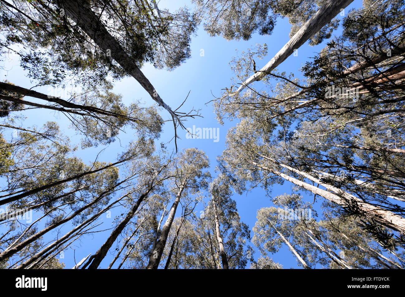 Vista fisheye di alberi di alto fusto, Cradle Mountain-Lake St Clair National Park, la Tasmania, TAS Australia Foto Stock