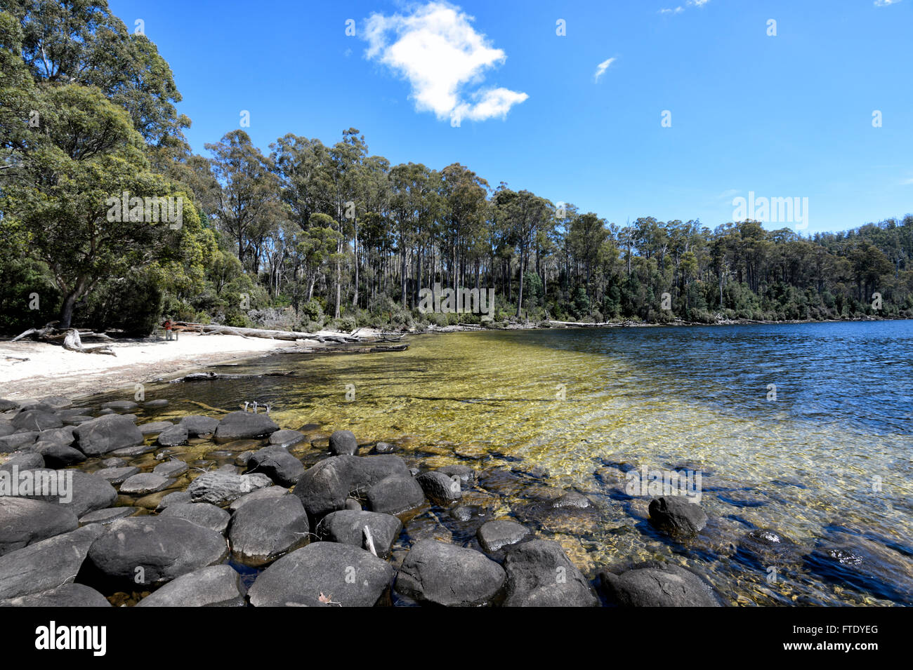 Il lago St Clair, Cradle Mountain-Lake St Clair National Park, la Tasmania, TAS, Australia Foto Stock