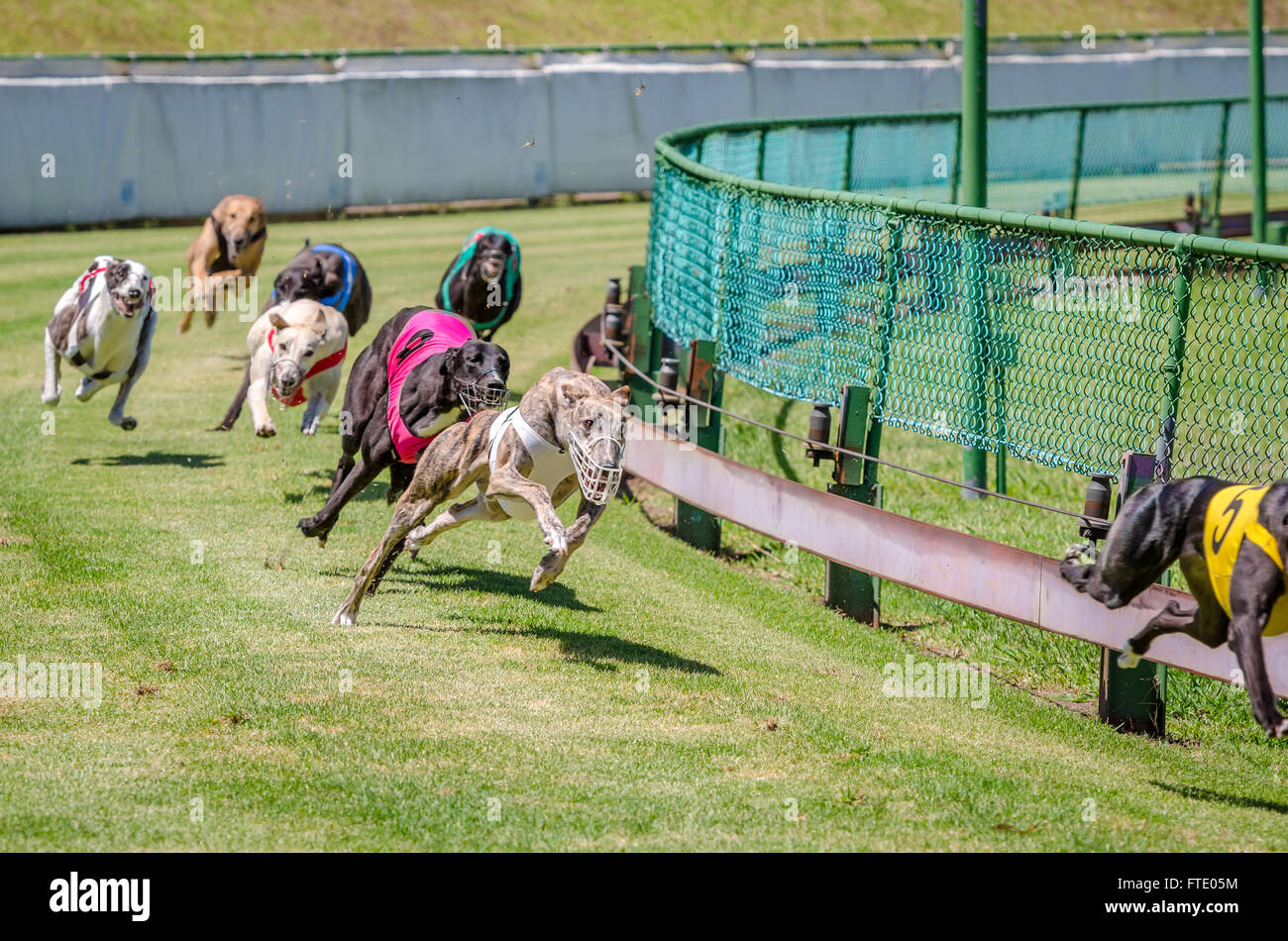 Il Greyhound Racing sull'erba a Potts Park, Sydney, Australia. Foto Stock