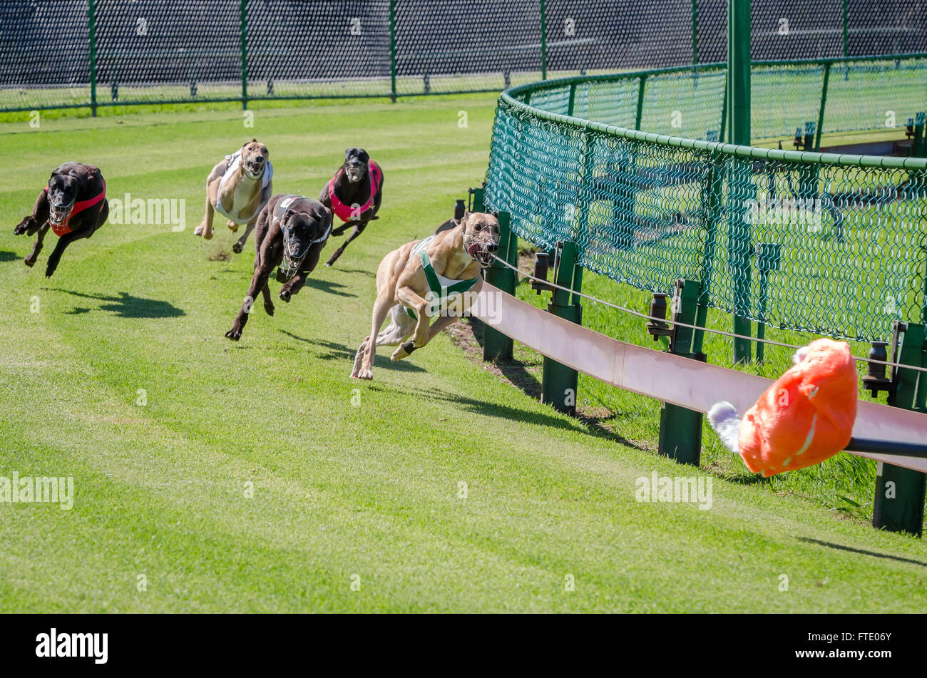 Il Greyhound Racing sull'erba a Potts Park, Sydney, Australia. Foto Stock