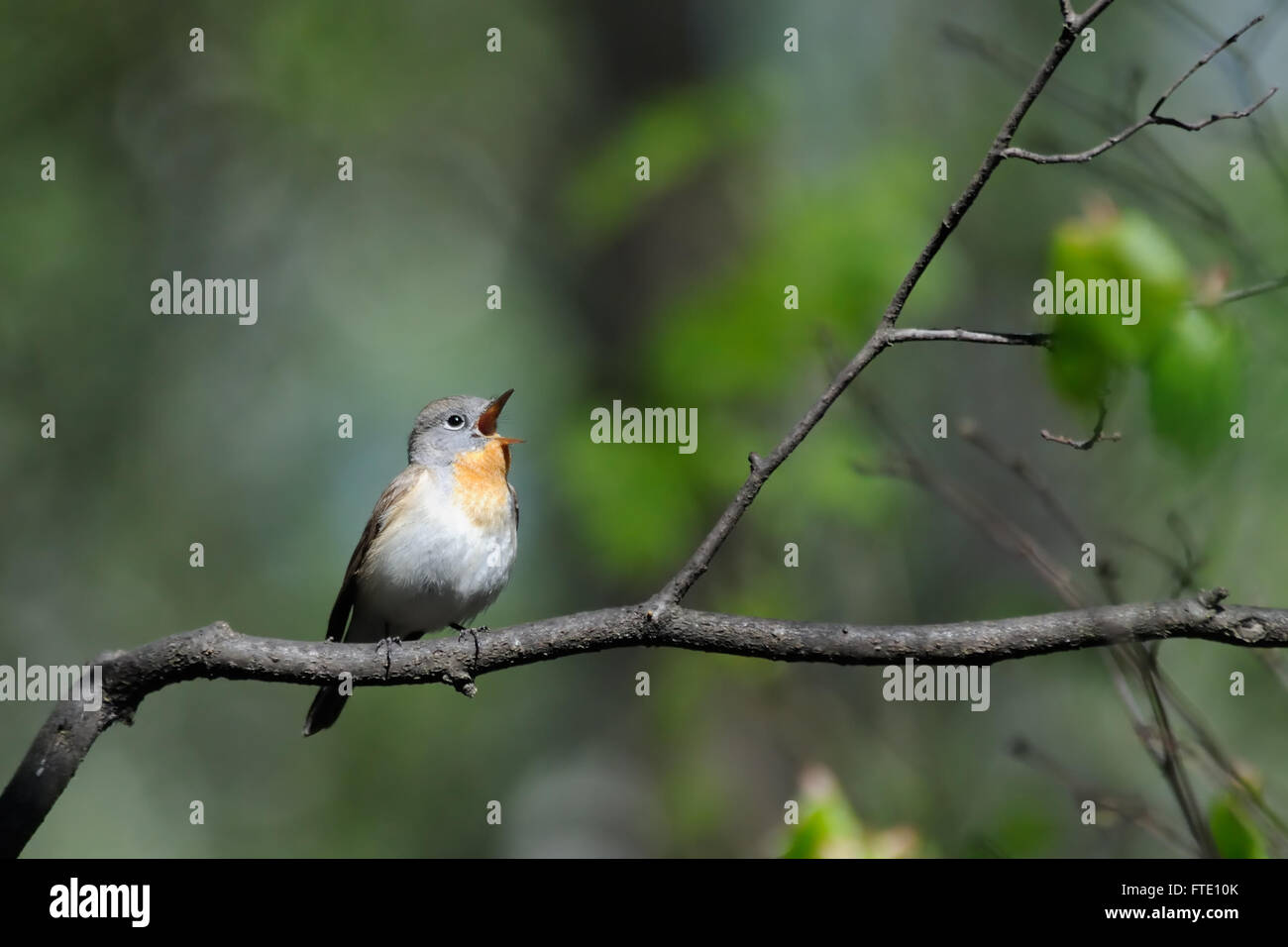 Il canto maschio rosso-breasted Flycatcher (Ficedula parva) nella foresta di primavera. Regione di Mosca, Russia Foto Stock