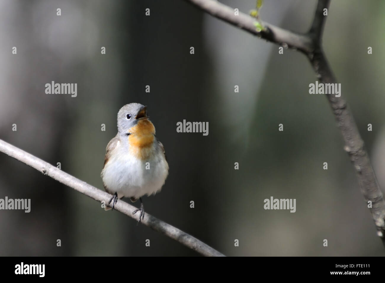 Il canto maschio rosso-breasted Flycatcher (Ficedula parva) nella foresta di primavera. Foto Stock
