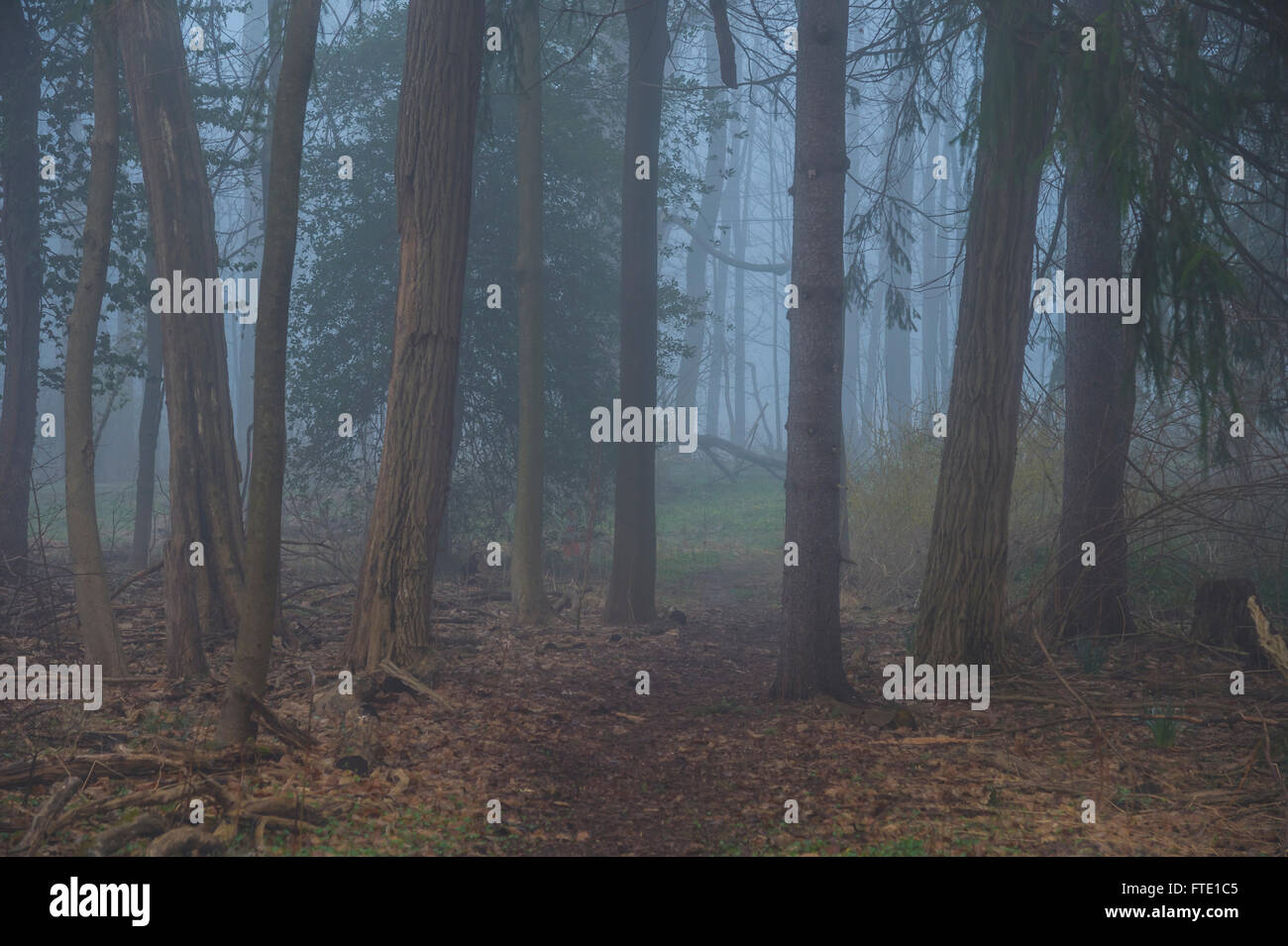 Lugubre Foggy Misty Boschi Foreste Foto Stock