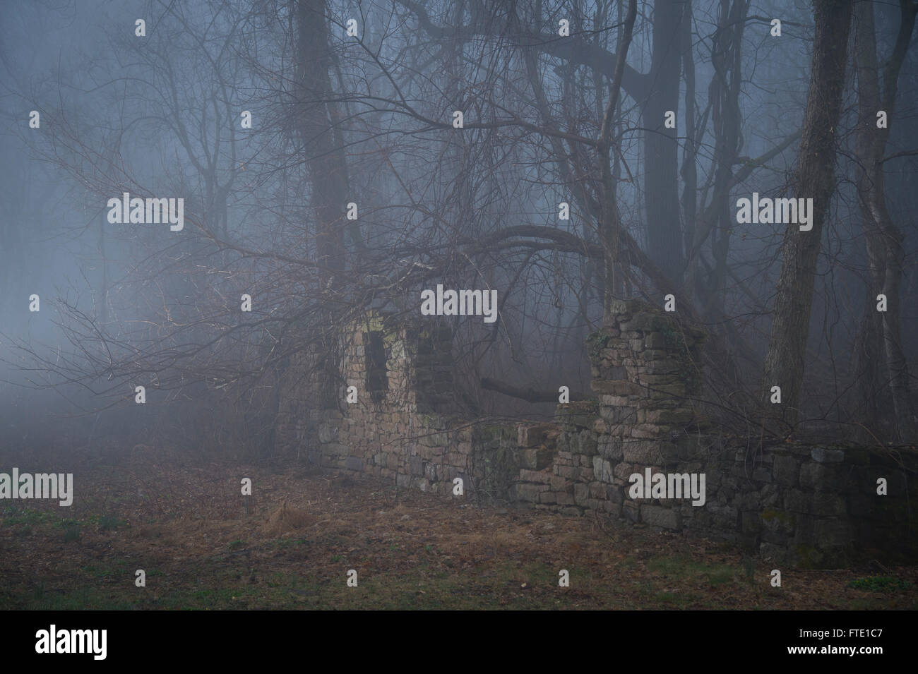 Lugubre Foggy Misty boschi della Foresta di sbriciolamento muro di pietra Foto Stock