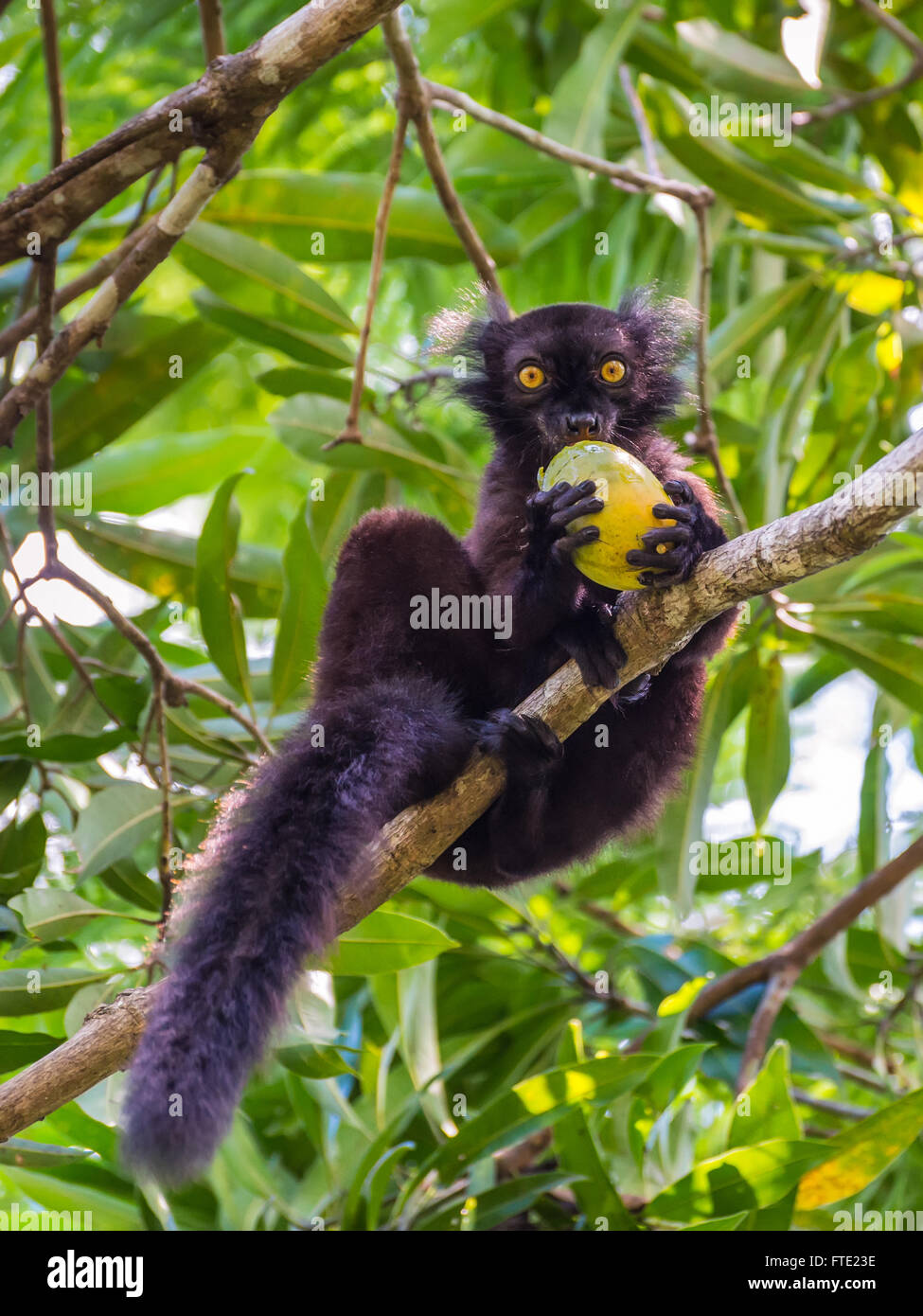 Close up ritratto di lemure nero mangiare mango sul Lokobe Riserva Integrale a Nosy Be, Madagascar, Africa Foto Stock