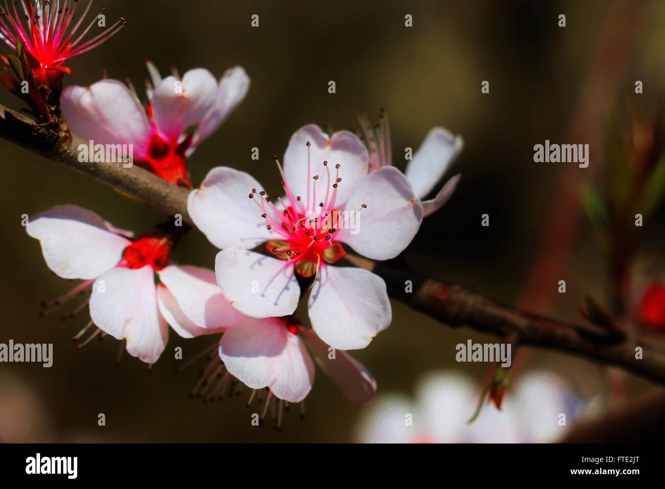 Bella la fioritura dei ciliegi fiore. Fiori rosa e bianchi Foto Stock